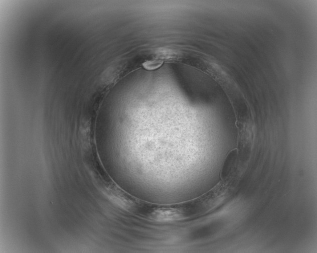 X0000066960557200603311426