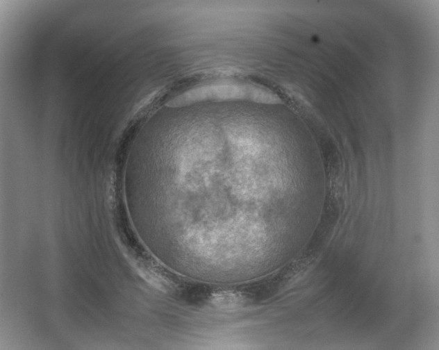 X0000066960591200603311425