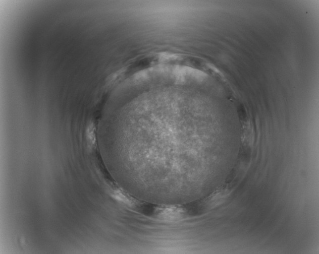 X0000066960621200603311425