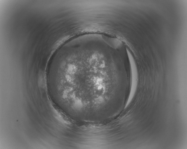 X0000066960626200603311424