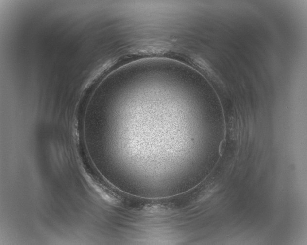 X0000066960634200603311424