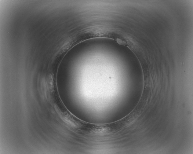 X0000066960646200603311424