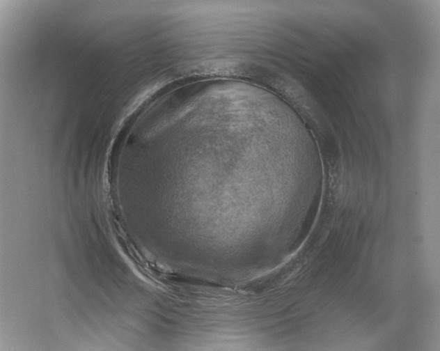 X0000066960674200603311424