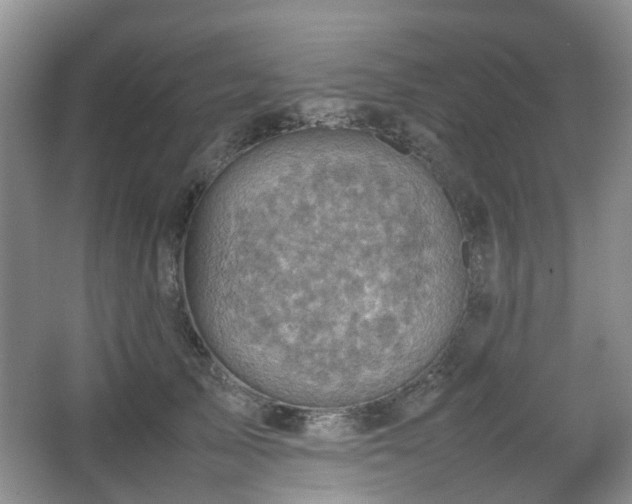 X0000066960705200603311423