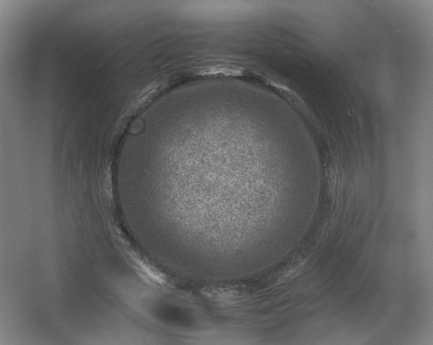 X0000066960729200603311422