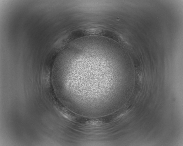 X0000066960745200603311423