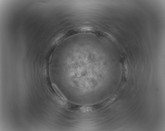 X0000066960762200603311423