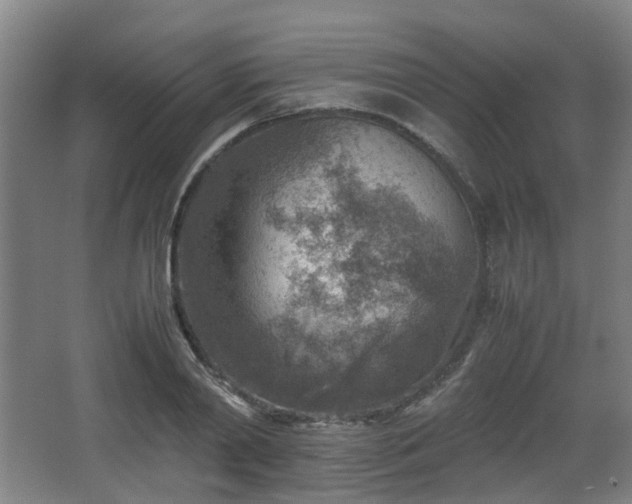 X0000066960790200603311422