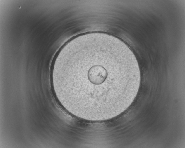 X0000066960836200603311421