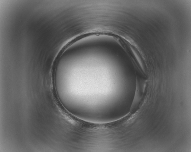 X0000066960838200603311421