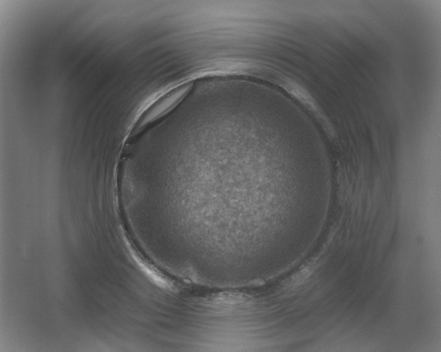 X0000066960842200603311421