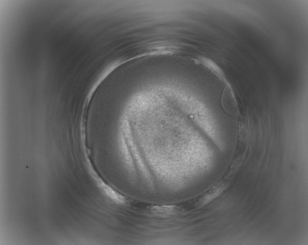 X0000066960859200603311421