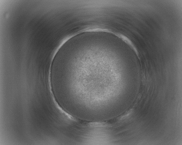 X0000066960863200603311421