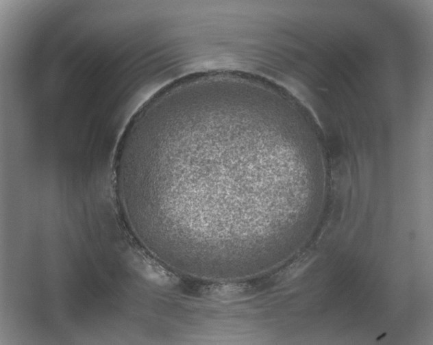 X0000066960879200603311420