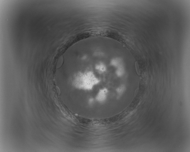 X0000066960913200603311419