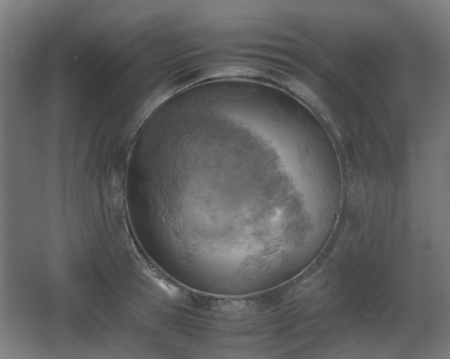 X0000066960945200603311420