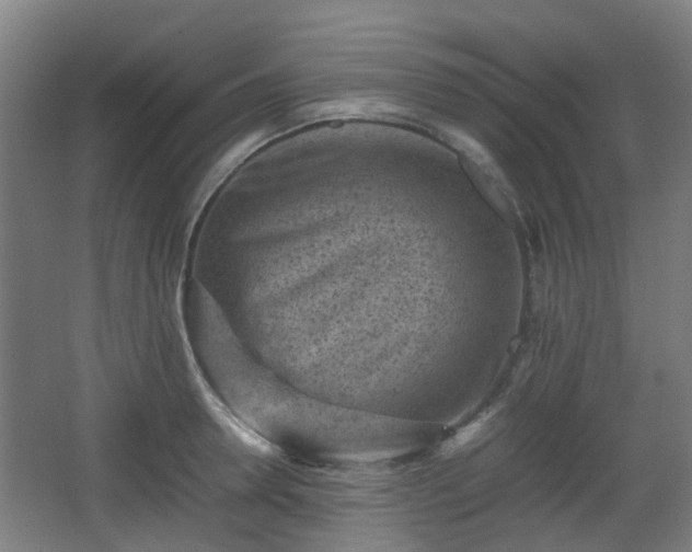 X0000066960946200603311420