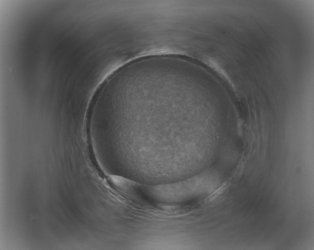 X0000066961173200603311415