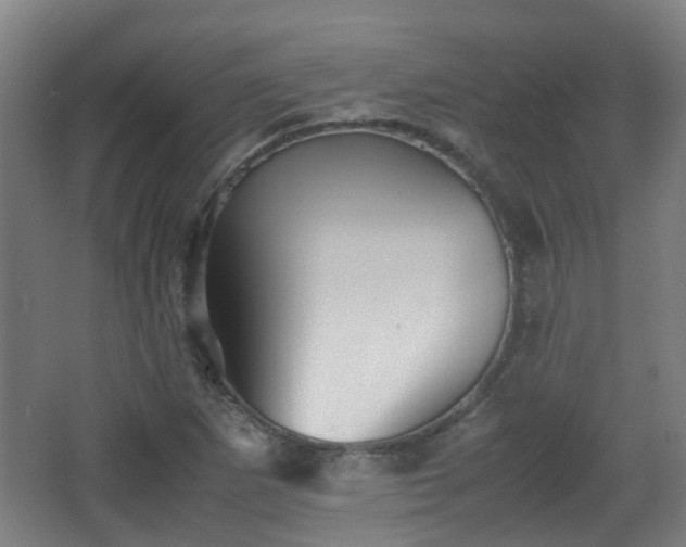 X0000066961265200603311414