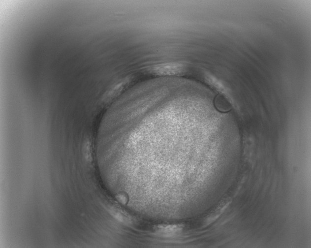 X0000066960161200604072013