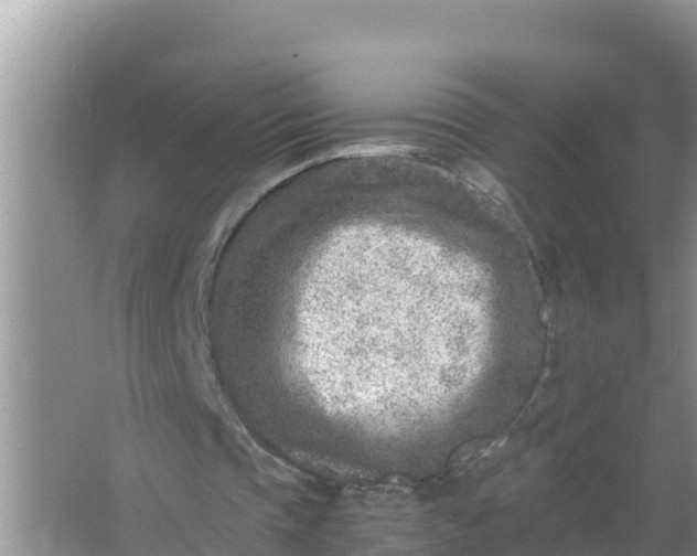 X0000066960337200604072010