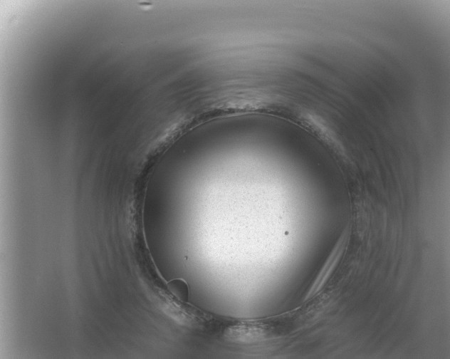 X0000066960354200604072010