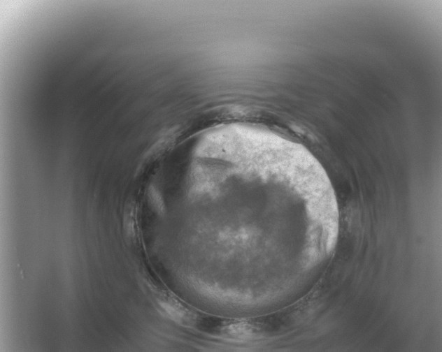 X0000066960423200604072009