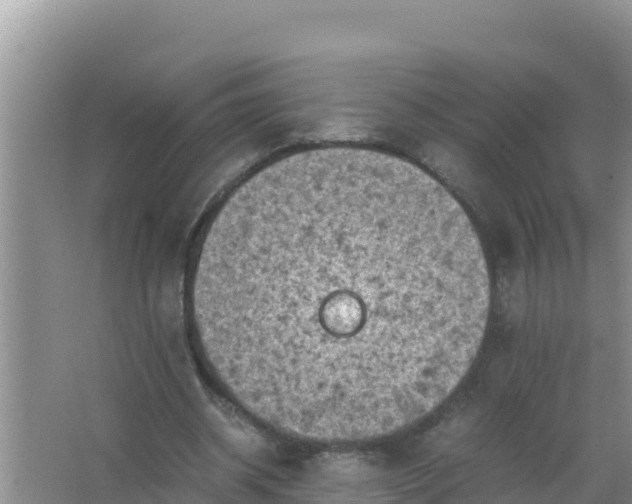 X0000066960534200604072007