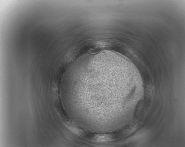 X0000066960557200604072007