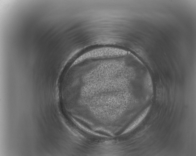 X0000066960584200604072006