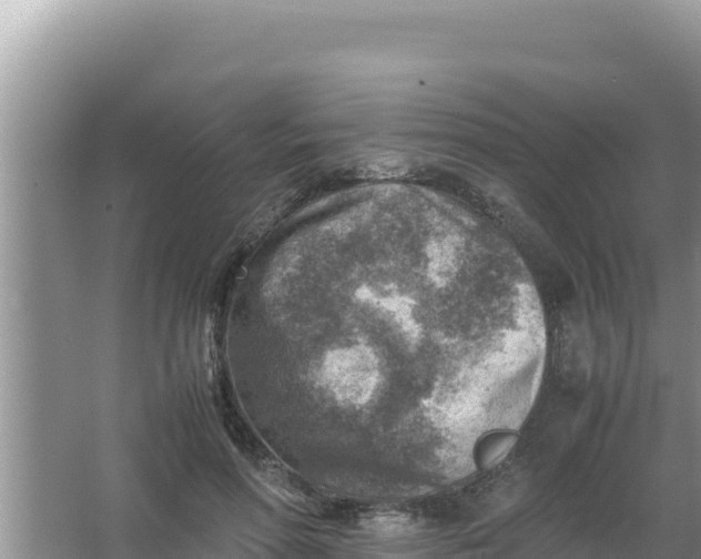 X0000066960598200604072006