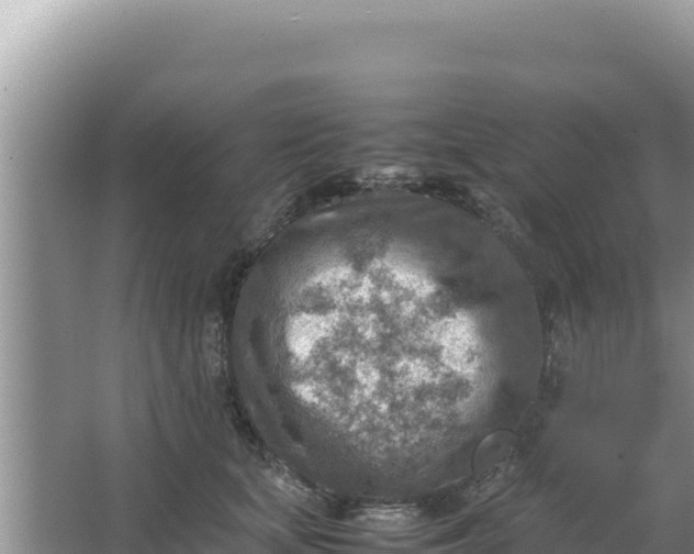 X0000066960659200604072006