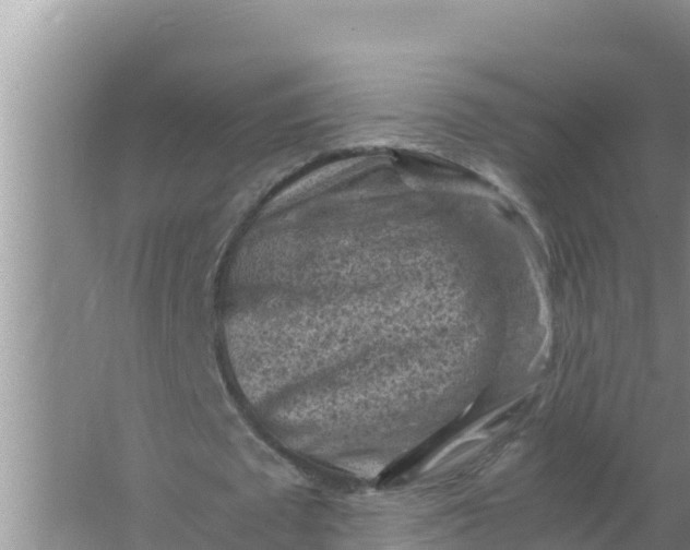 X0000066960673200604072005