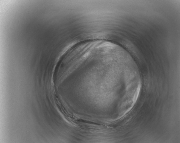 X0000066960674200604072005