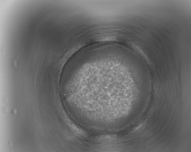 X0000066960721200604072003