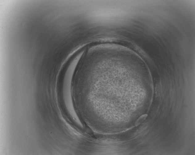 X0000066960722200604072003