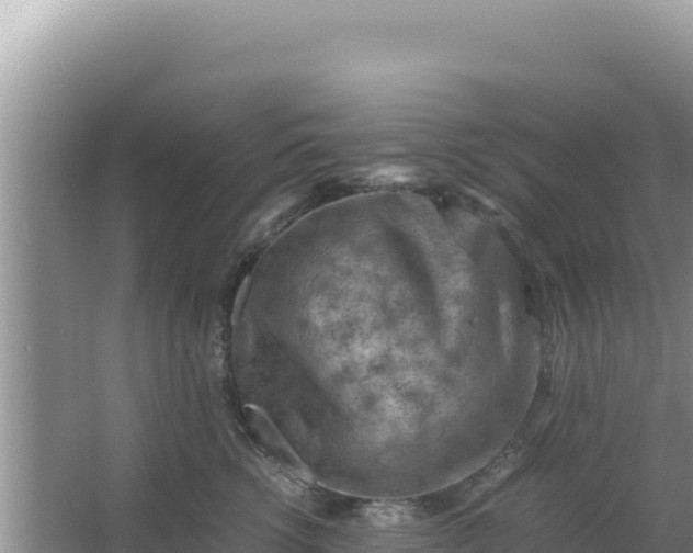 X0000066960762200604072004