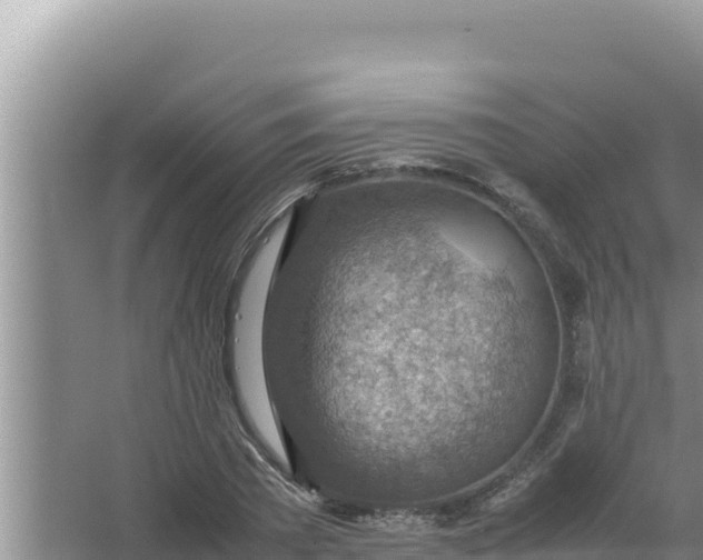 X0000066960785200604072003