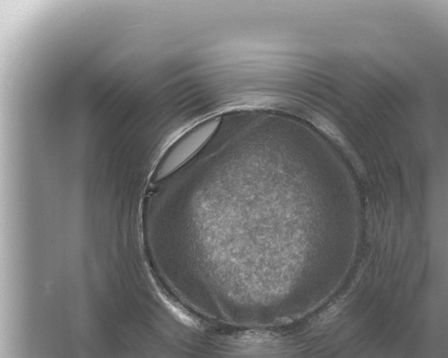 X0000066960842200604072002