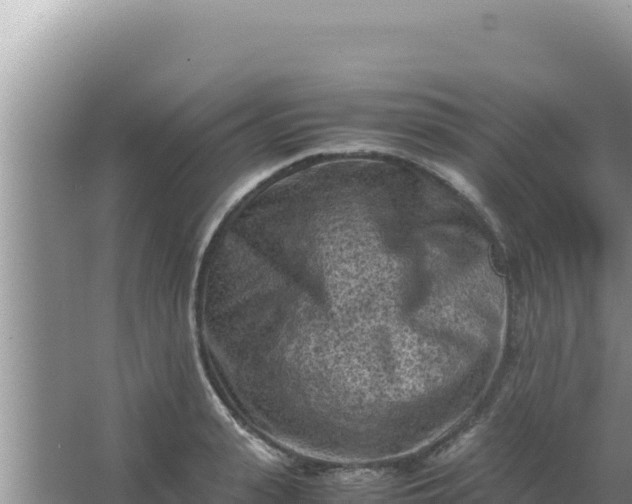 X0000066960943200604072001