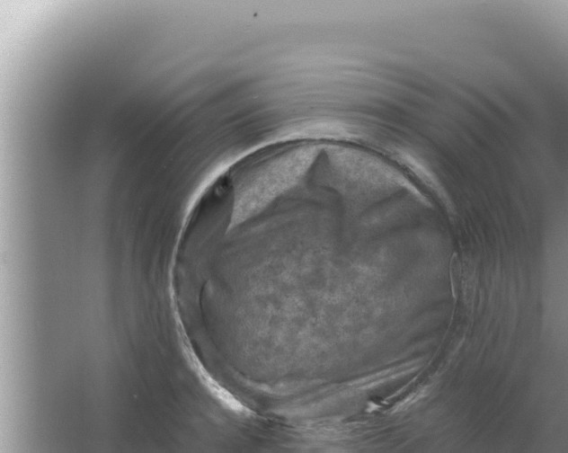 X0000066960944200604072001