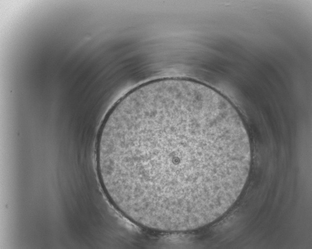 X0000066960950200604072001