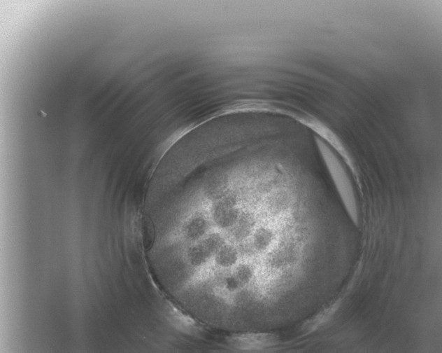 X0000066960953200604072001