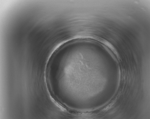 X0000066960958200604072001