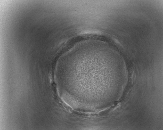 X0000066960965200604072000