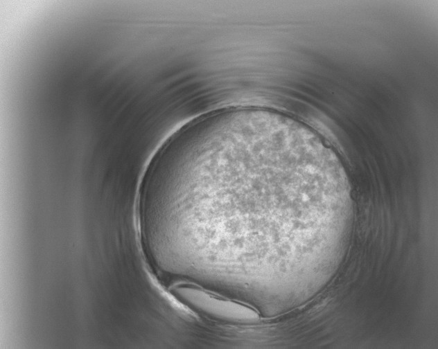 X0000066961084200604071958