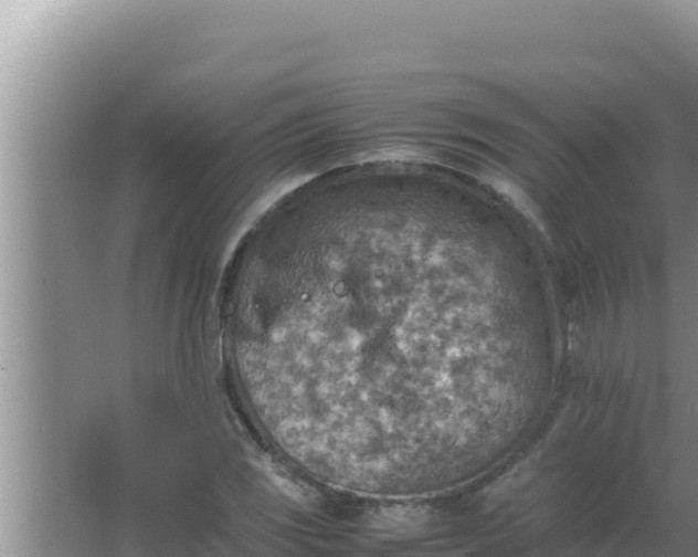 X0000066961117200604071957