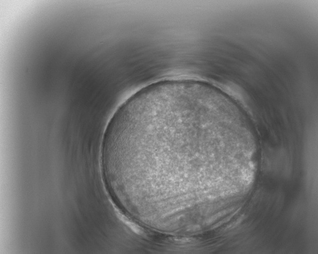 X0000066961231200604071956