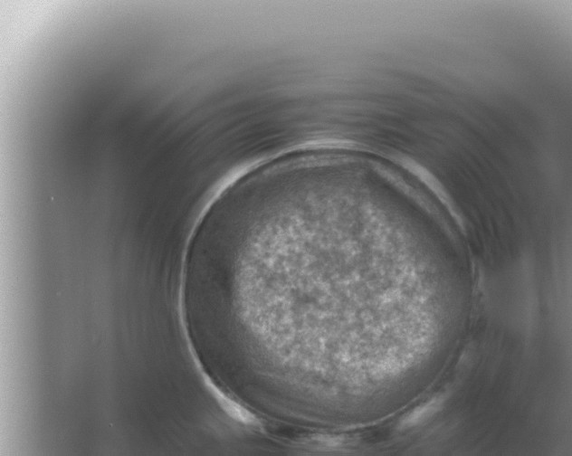 X0000066961245200604071956