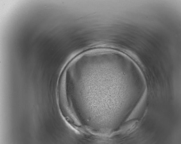 X0000066961247200604071956